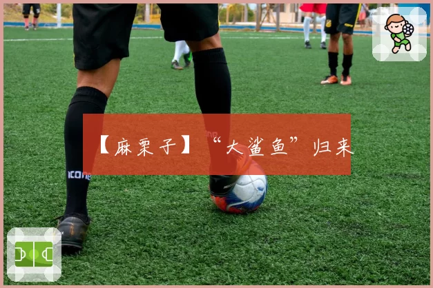 【麻栗子】“大鲨鱼”归来